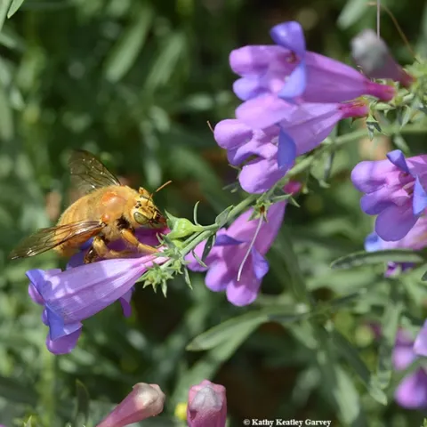 A male valley carpenter bee, Xylocopa varipuncta, nectaring on a California native, foothill penstomen, Penstemon heterophyllus. (Photo by Kathy Keatley Garvey)