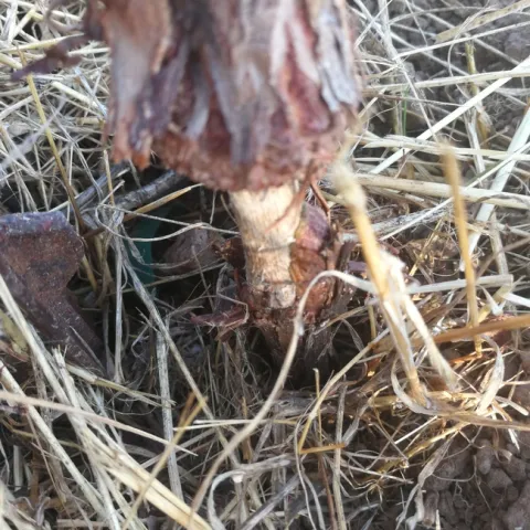 a girdled trunk