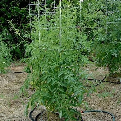 soaker-hose-tomato