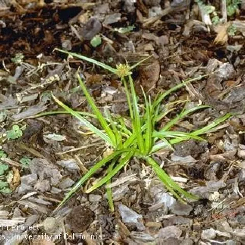 Mature yellow nutsedge plant. (Credit: Jack Kelly Clark)