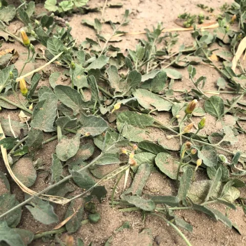 Dust on leaves