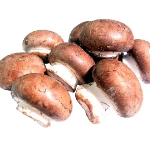 http://www.pachd.com/index.html