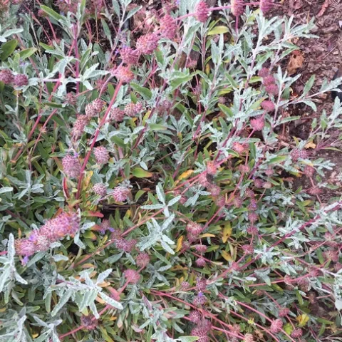 Grey Sage