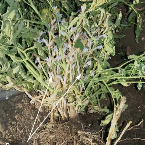 Egyptian broomrape