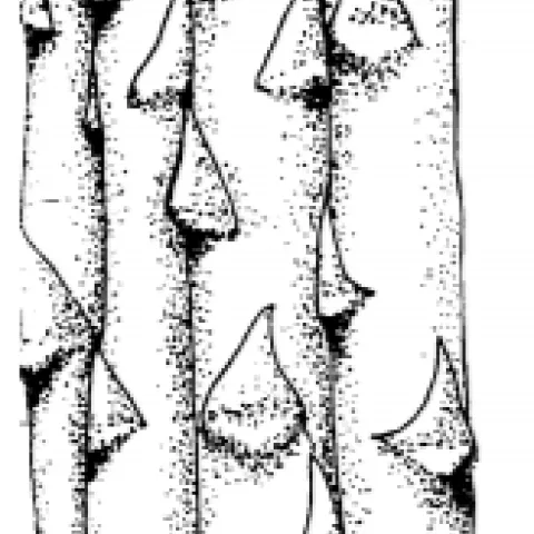 asparagus