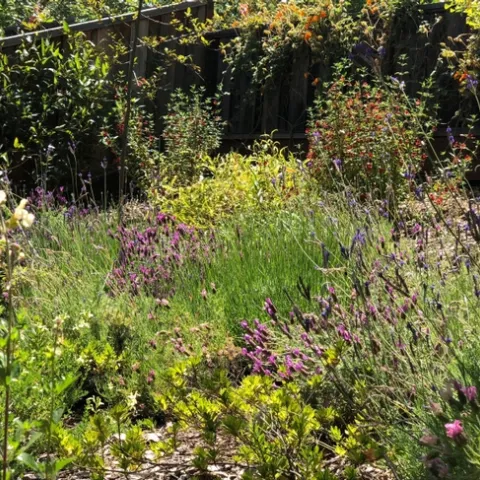 Planting a variety of attractor plants will keep your garden healthy and happy