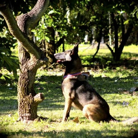 dog sniffer