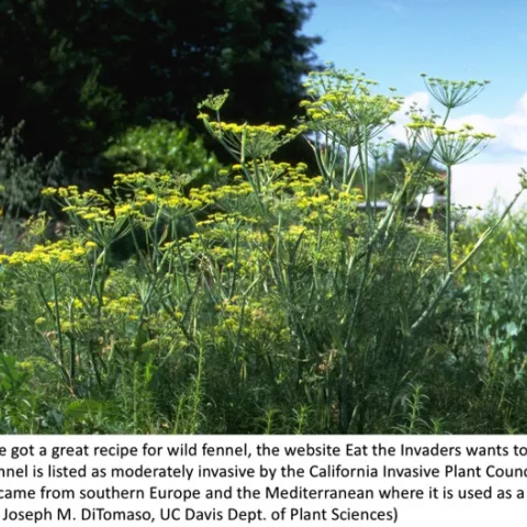 Wild fennel