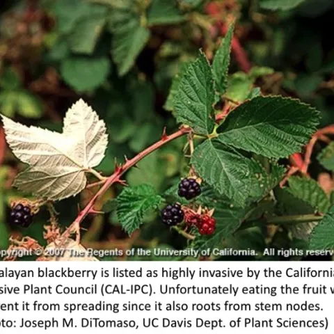 blackberry