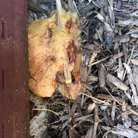 Slime Mold