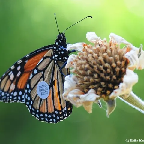 This male monarch, released by citizen scientist Steve Johnson of Ashland on Aug. 28, 2016, fluttered into Vacaville, Calif., on Sept. 5, a 457-kilometer journey. (Photo by Kathy Keatley Garvey)