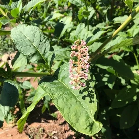 pokeweed 2