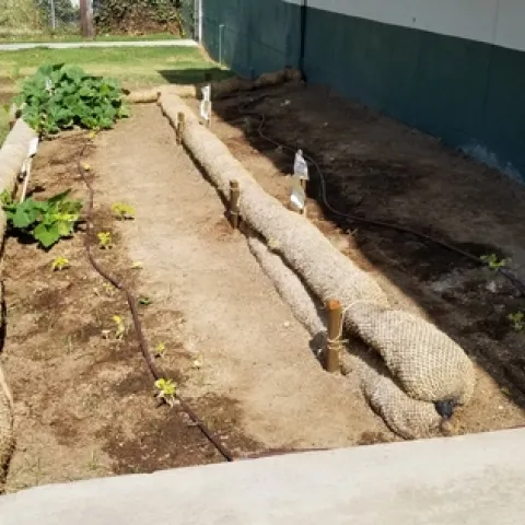 PumpkinGarden