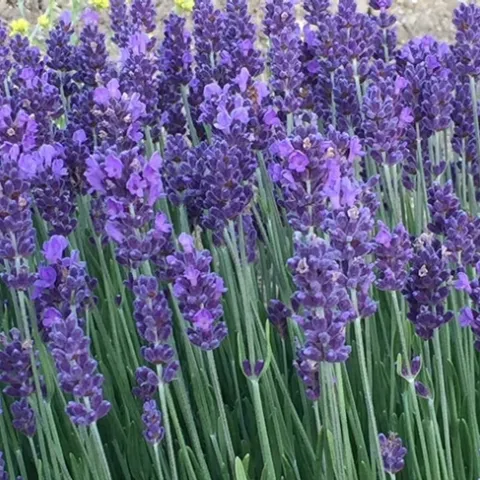lavender