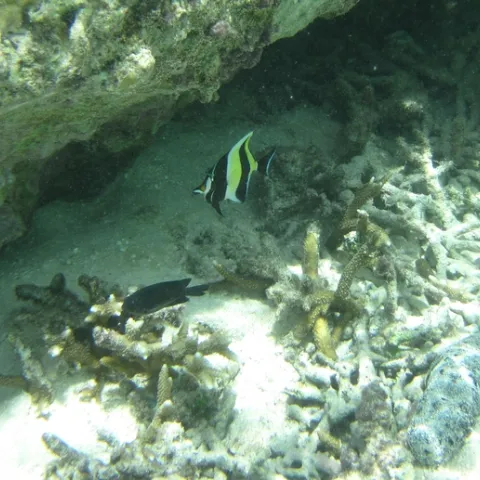 Angel fish