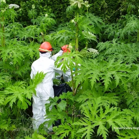 giant hogweed1