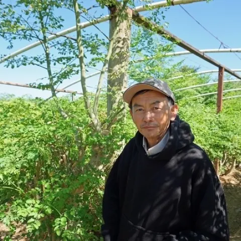 El granjero de Fresno Vang Thao aparece frente a su plantío de moringa.