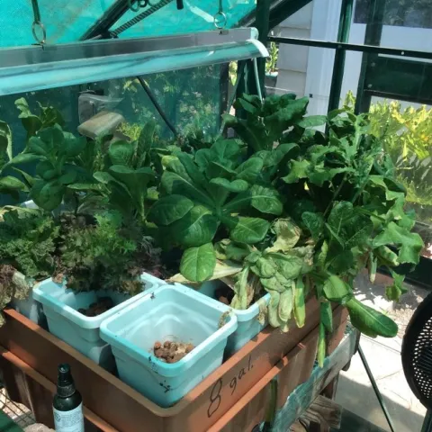 green house lettuce