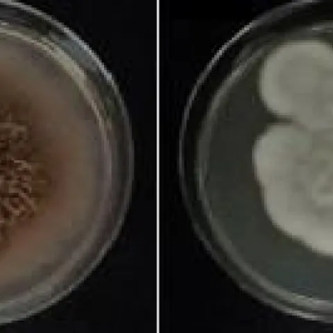 fungal mats