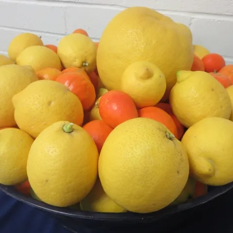 IMG 2710