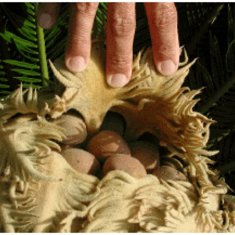 female sago palm