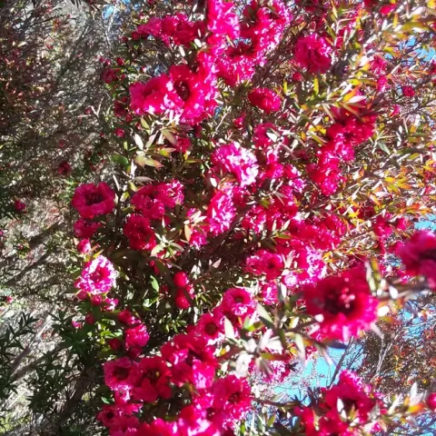 Tea tree