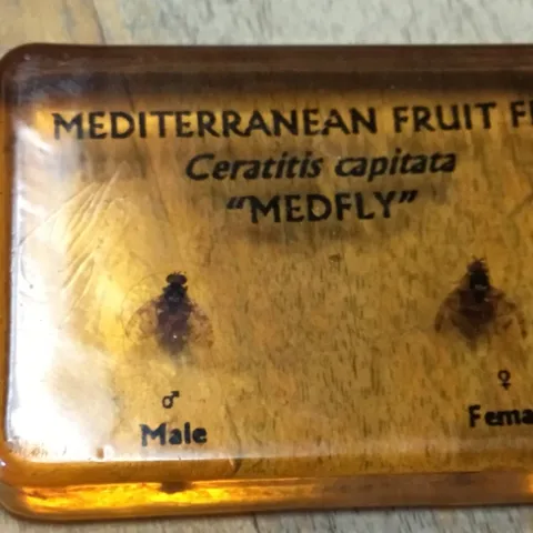 medfly