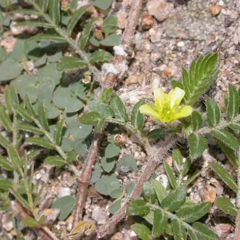 Pucnturevine flower
