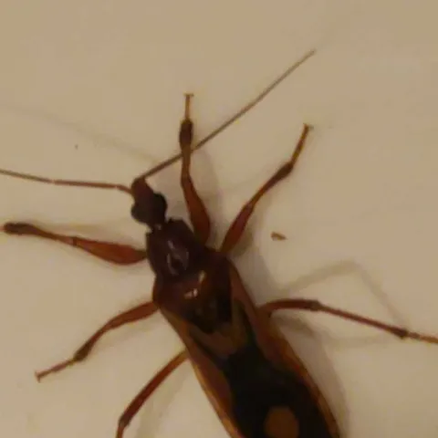 assassin bug