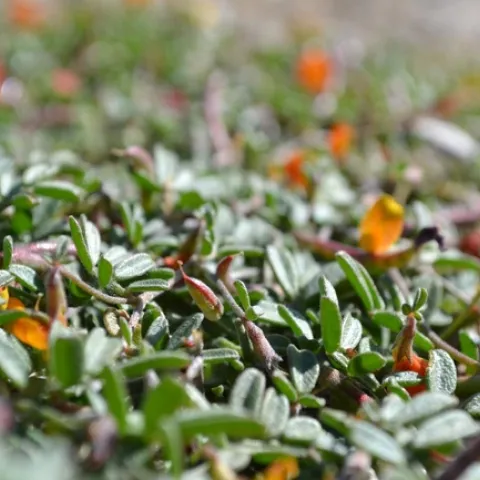 acmispon