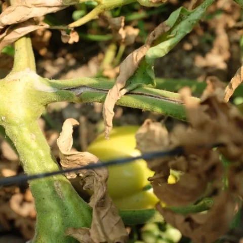 Sunken stem canker