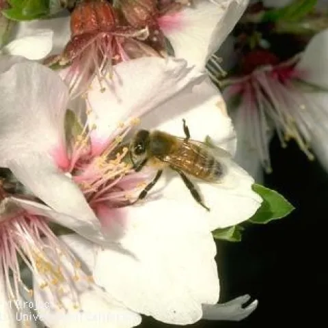 Honey bee on almond blossom. Photo by Jack Kelly Clark.