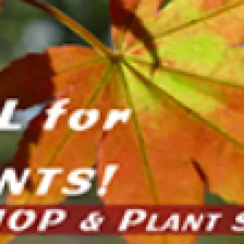 Fall Plants