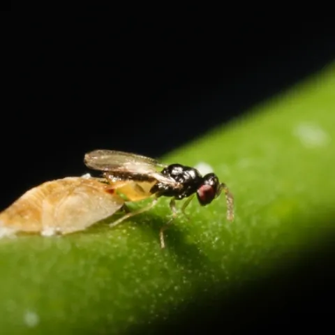 Tamarixia wasp laying eggs under ACP nymph