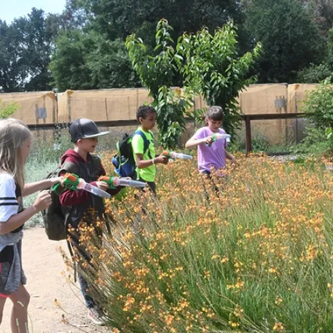 Youths catch-and-release bees in the Häagen-Dazs Honey Bee Haven. (Photo by Kathy Keatley Garvey)