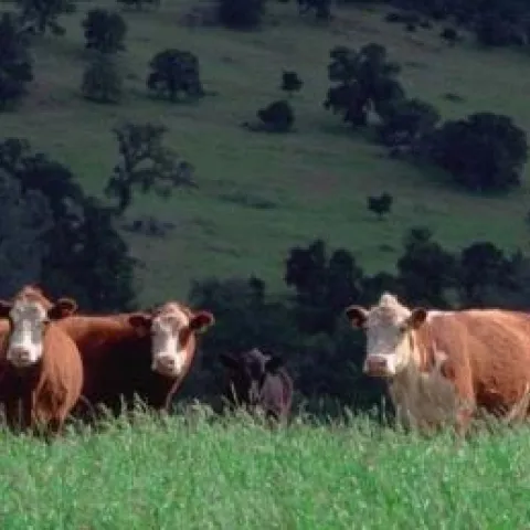 cattle