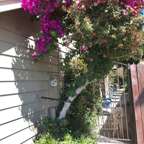 bougainvillea trish