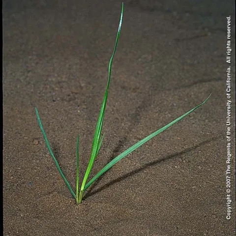 Ryegrass
