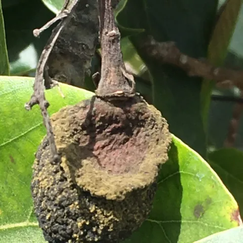 avocado fruit hot