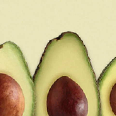 avocado varieites