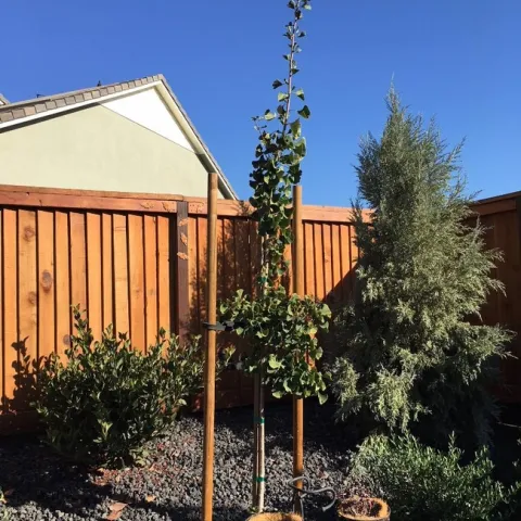 Ginkho Tree