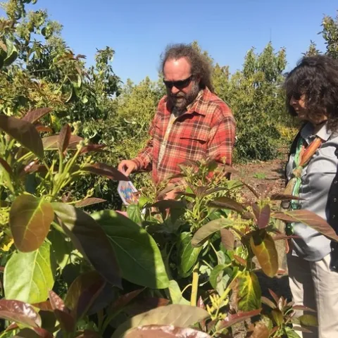 learning avocados