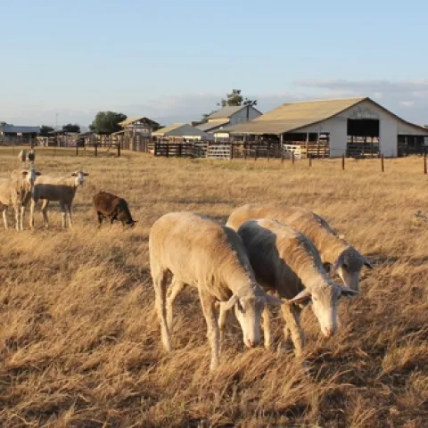 Grazing Sheep