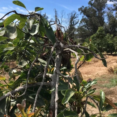heat damaged tree