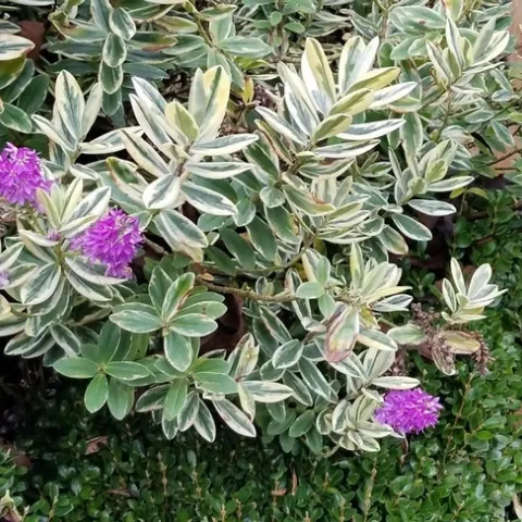 Pattys Purple Variegated Hebe (singing gardens nursery.com)