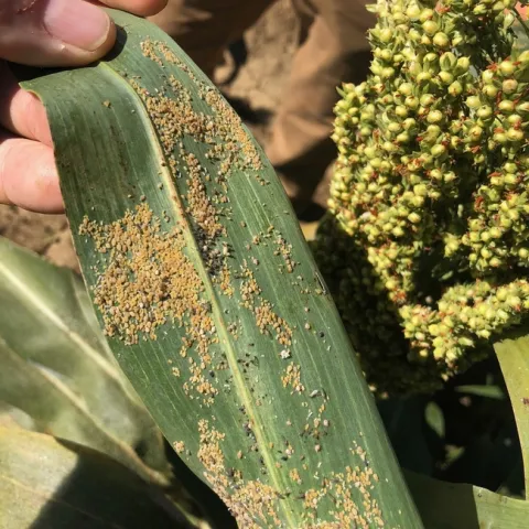 SugarcaneAphid