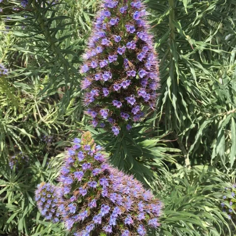Pride of Madeira