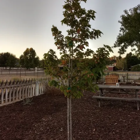 tree