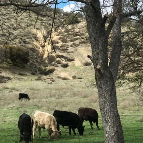 Cattle2 G.Ivens