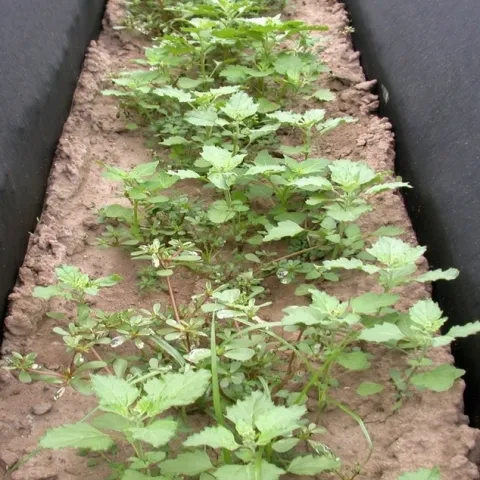 Sometimes weeds are tasty, like amaranth and purslane
